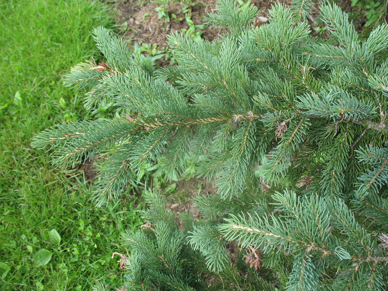 Online Plant Guide Picea glauca 'Densata' / Black Hills White Spruce